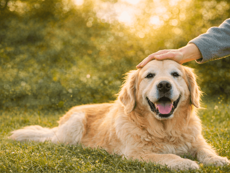 A person's hand petting a happy golden retriever lying in green grass with golden sunlight.