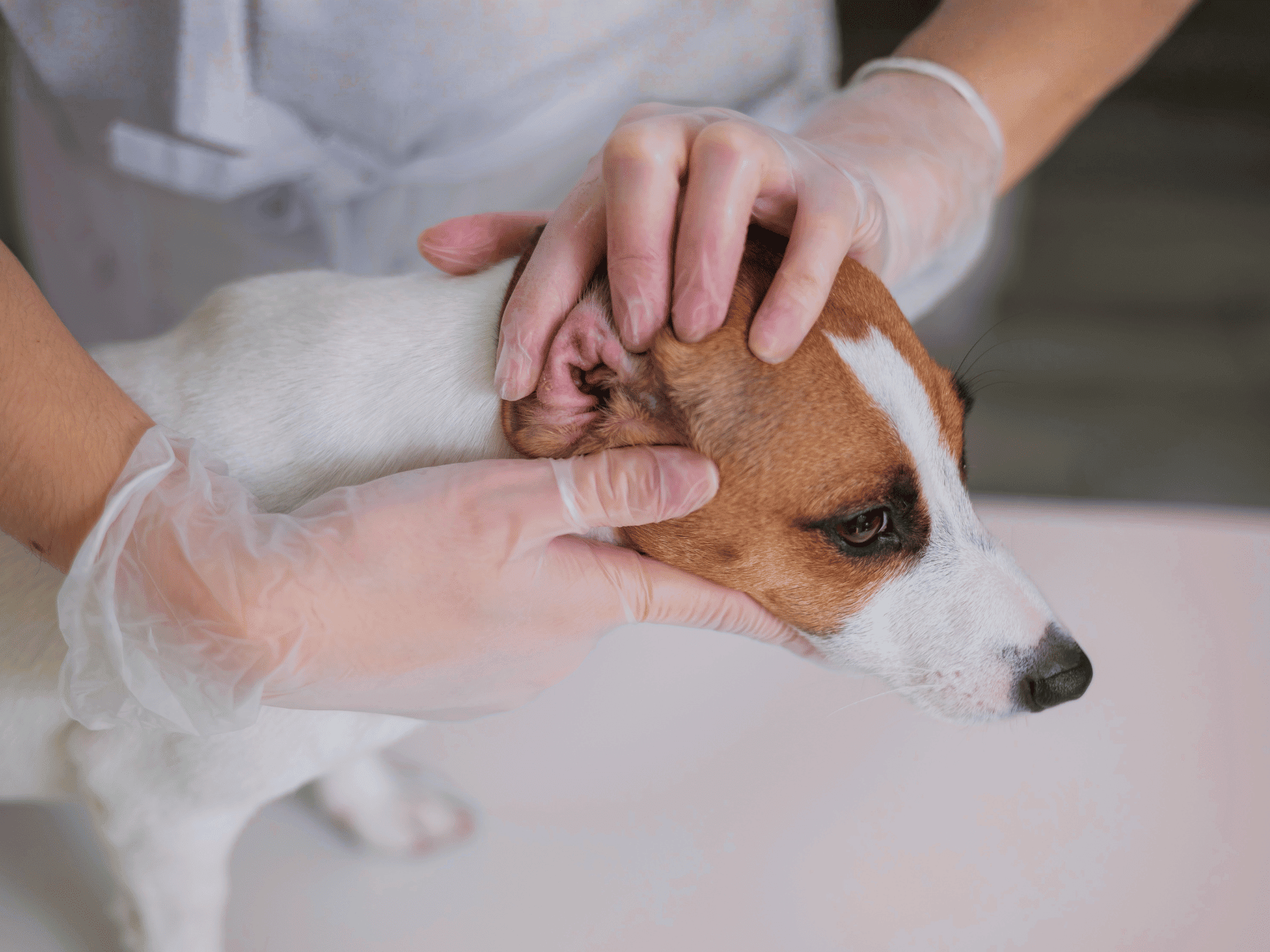 Veterinarian in clear gloves gently examining the ear of a Jack Russell Terrier during a checkup.