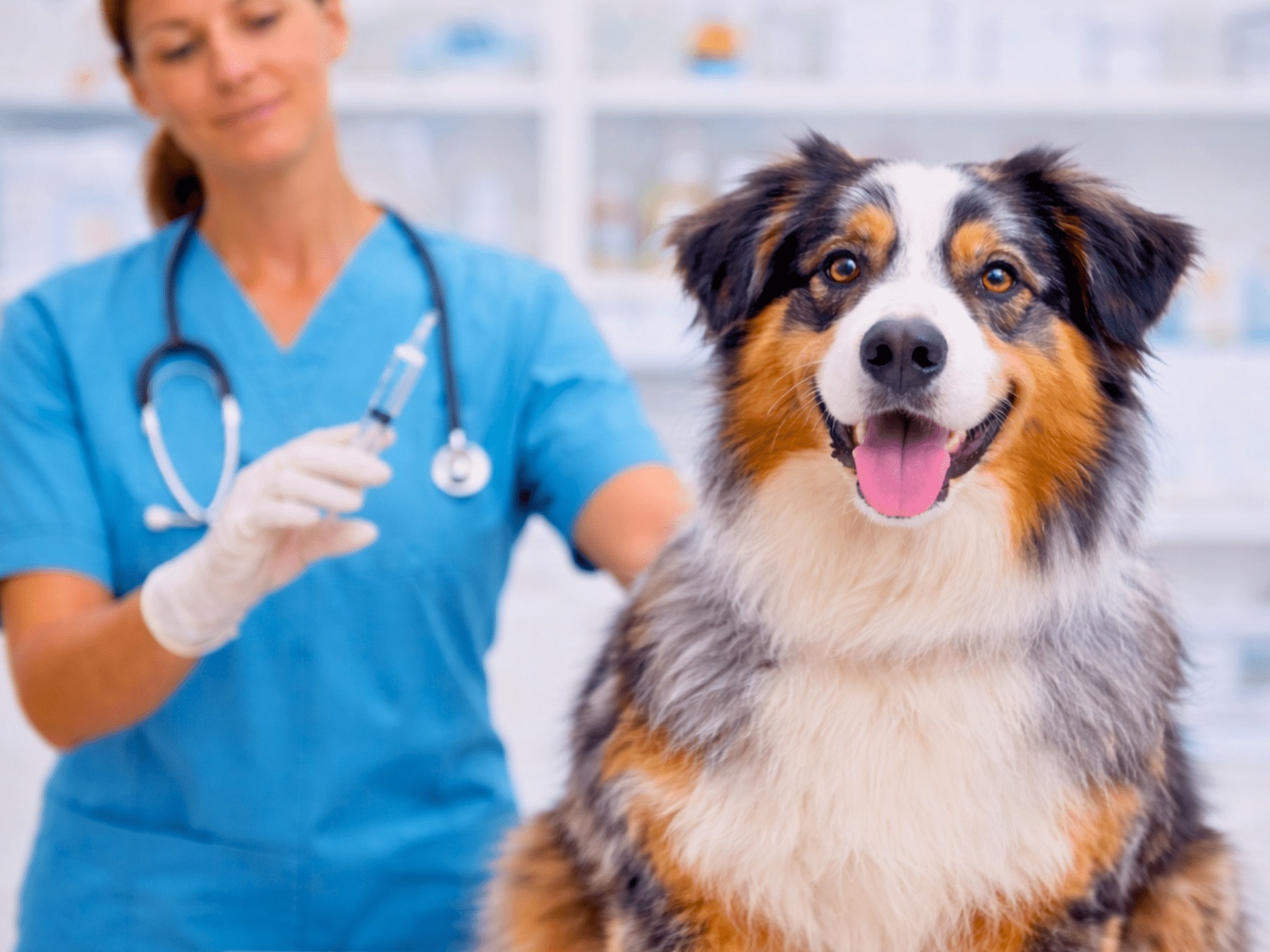 Smiling Australian Shepherd sitting in a veterinary clinic while a veterinarian in scrubs holds a syringe in the background