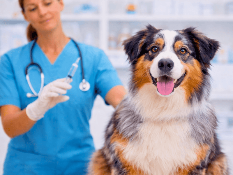 Smiling Australian Shepherd sitting in a veterinary clinic while a veterinarian in scrubs holds a syringe in the background