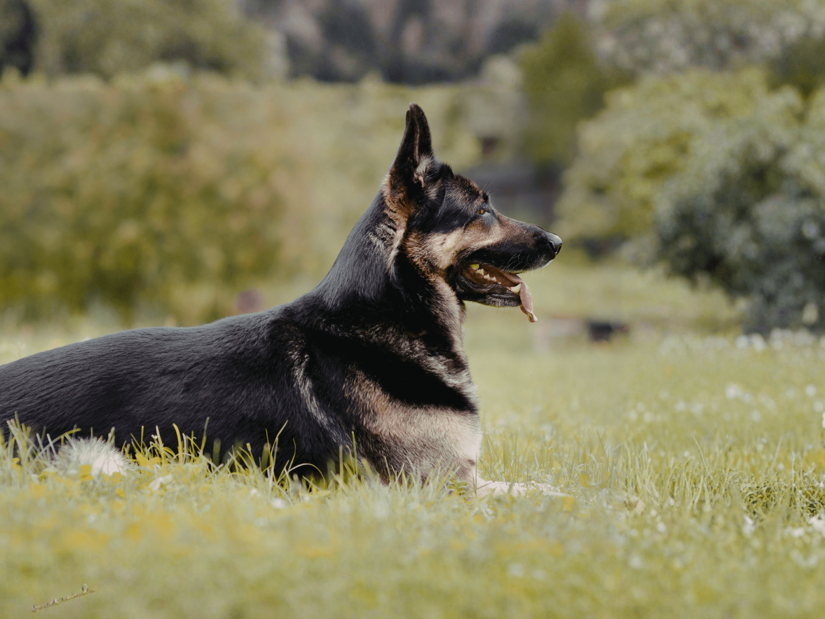 dog laying in grass calmly
