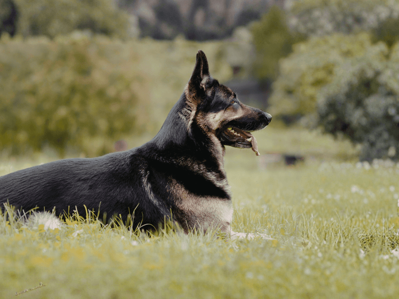 dog laying in grass calmly