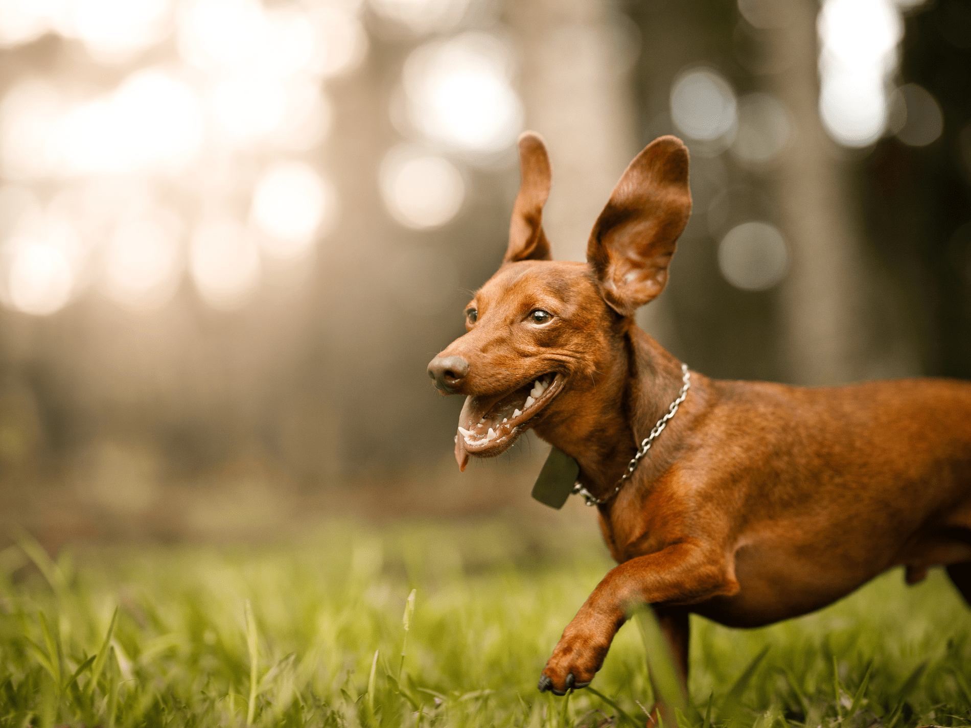 A happy brown Dachshund with floppy ears runs through green grass tongue slightly out in a park setting.