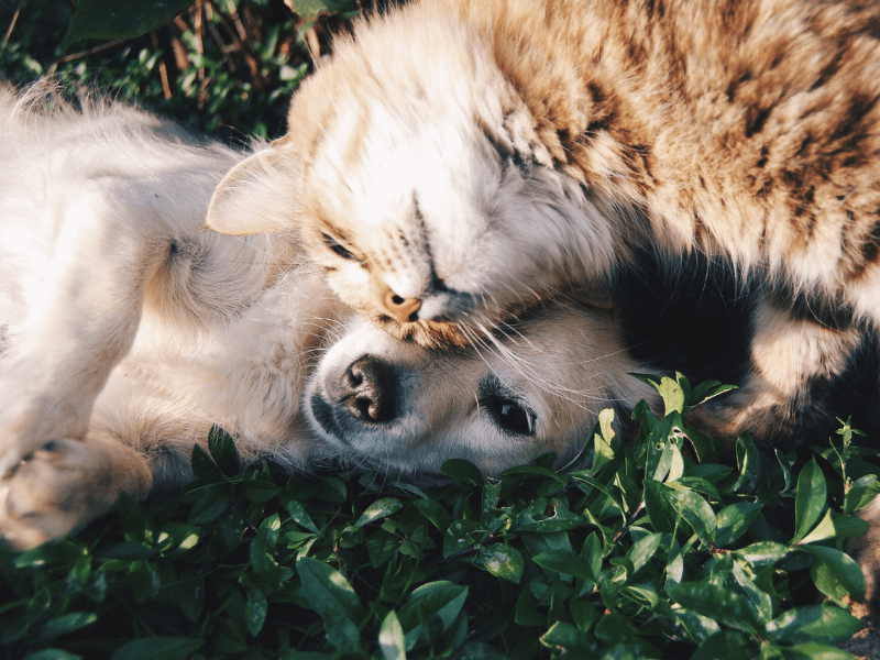 Orange tabby cat cuddling with a light colored dog in green grass.