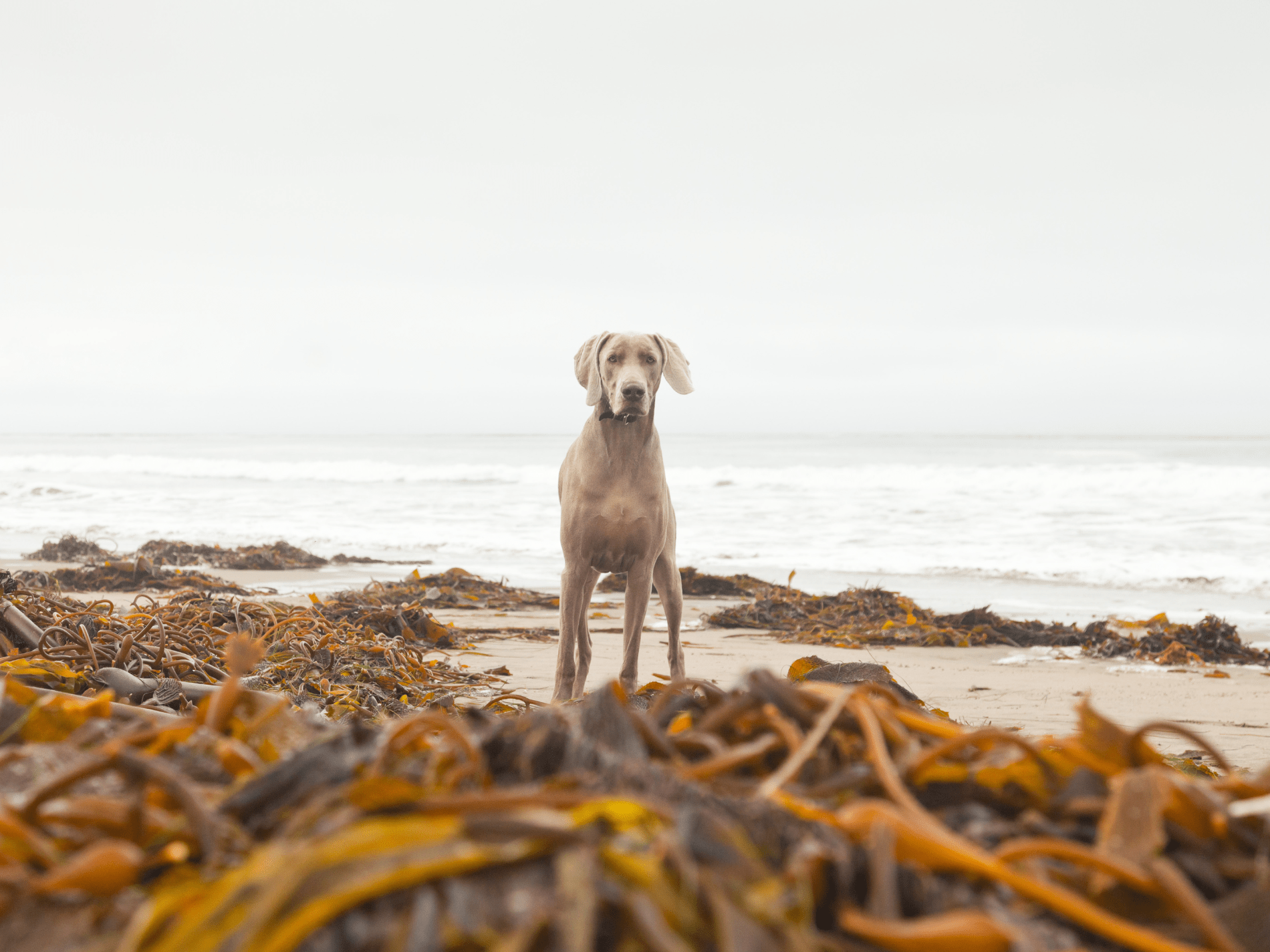 A Weimaraner dog stands on a sandy beach surrounded by piles of golden-brown kelp near the ocean.