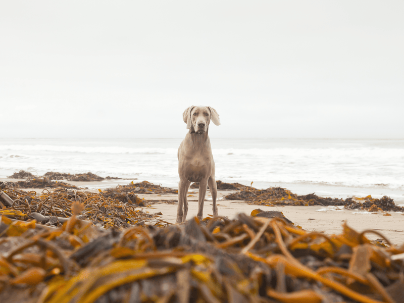 A Weimaraner dog stands on a sandy beach surrounded by piles of golden-brown kelp near the ocean.