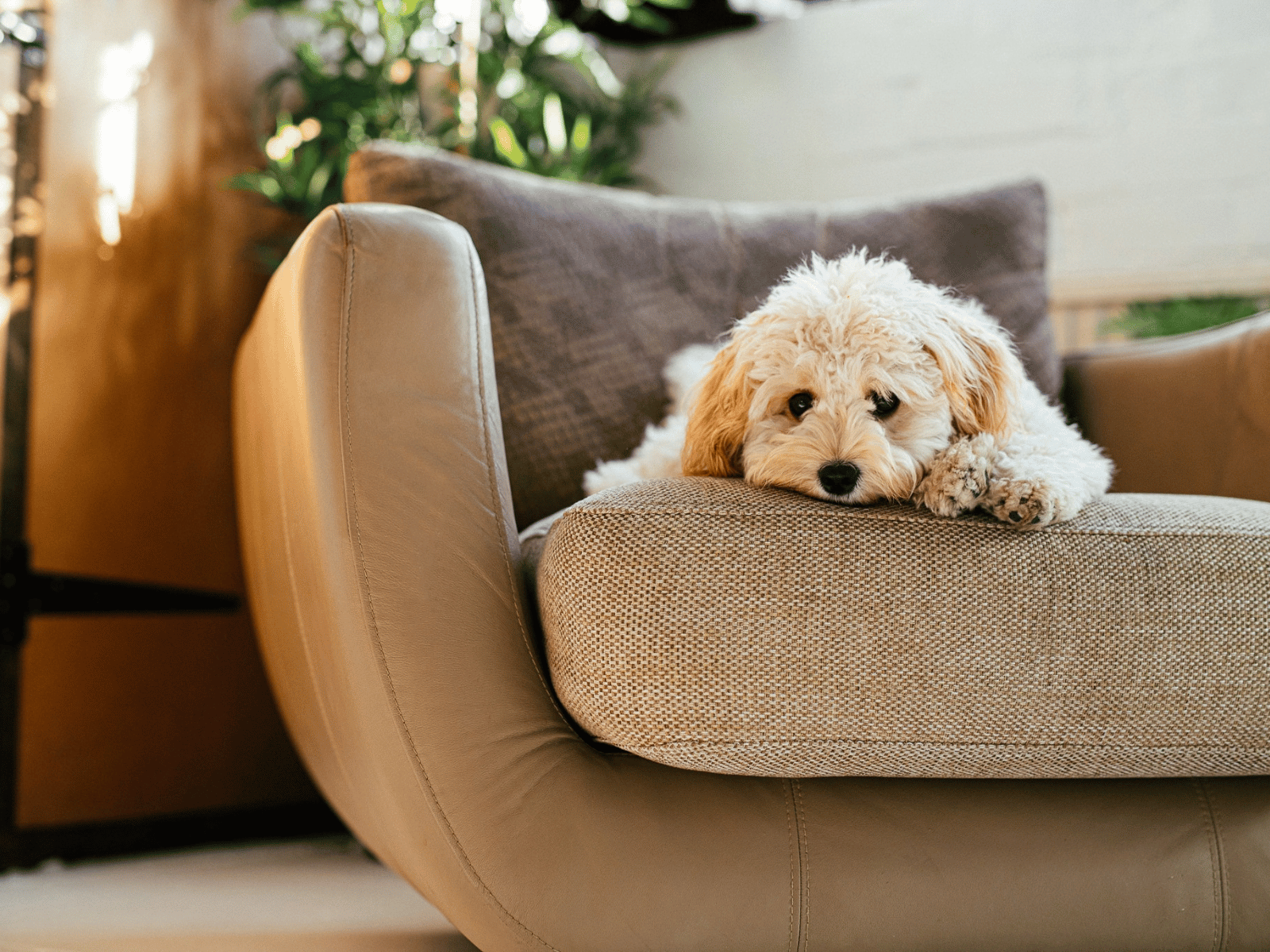 Small fluffy dog relaxing on a cozy chair in a sunlit home.