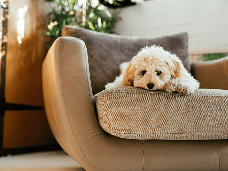 Small fluffy dog relaxing on a cozy chair in a sunlit home.