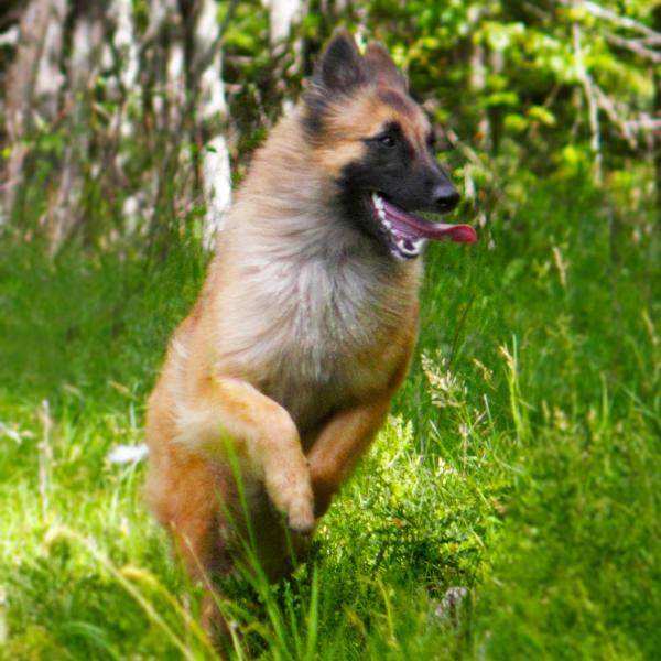 German Shepherd running through green grass outdoors.