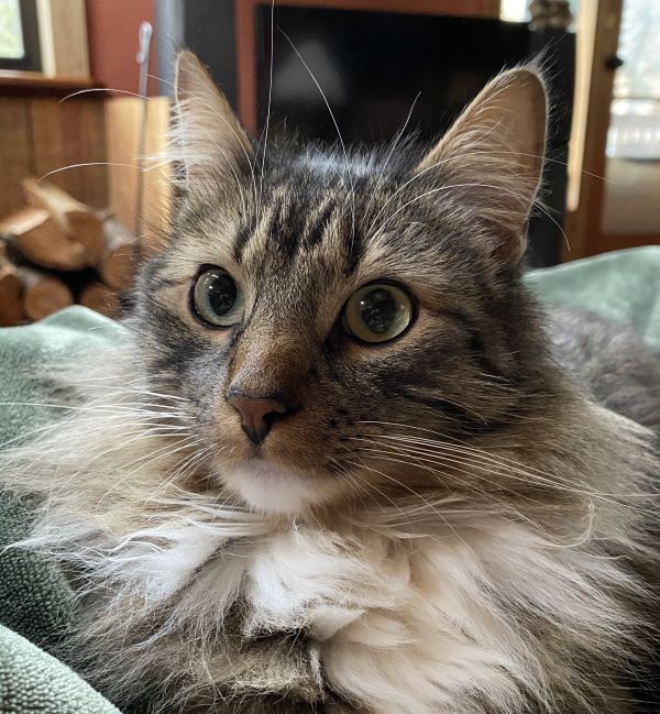 Fluffy gray tabby cat resting indoors.