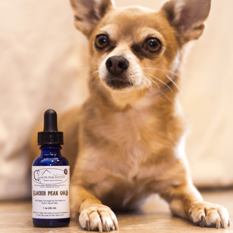 Glacier Peak Gold - herbal support for dog yeast infection