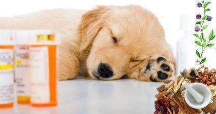Comfort Care for Dogs
