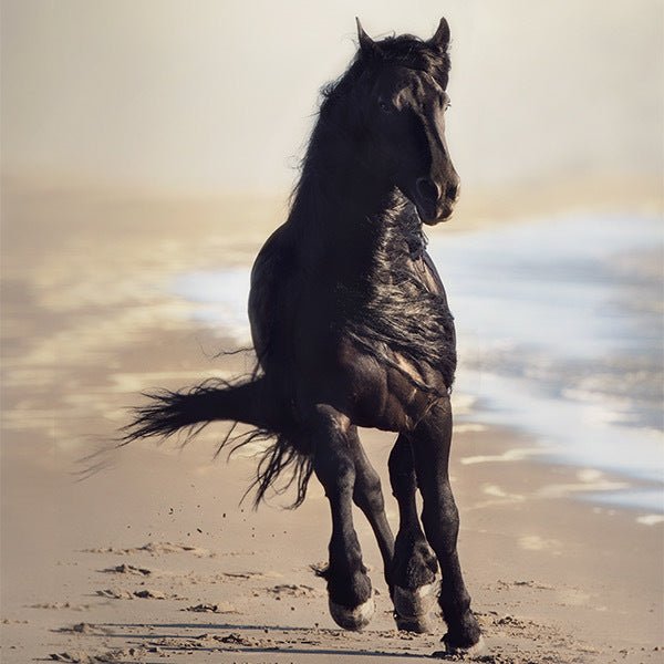Black horse running along a sandy beach.