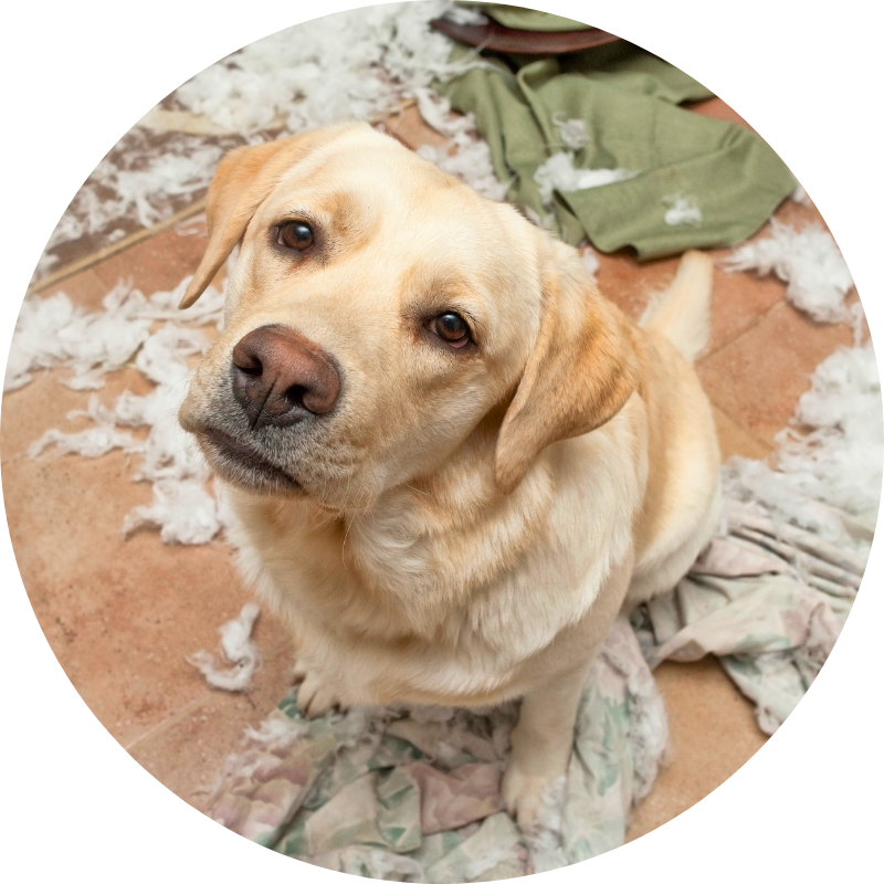 Labrador Retriever who tore up particles of blankets and bed filling from anxiety.