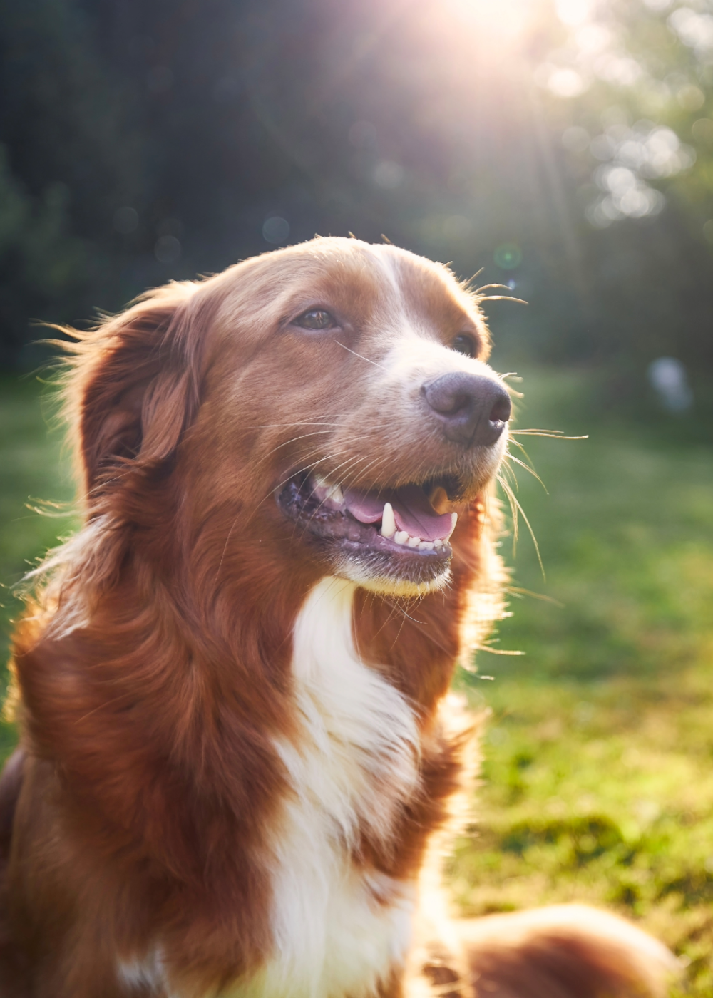 A happy brown and white dog looking up at the sunshine in a grassy field.