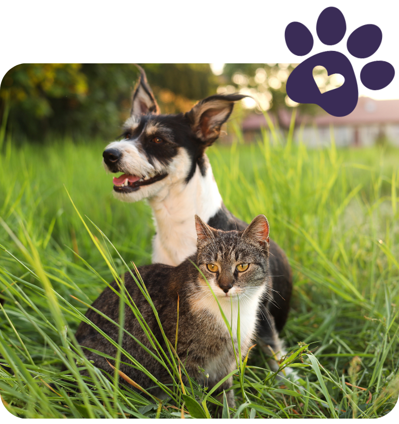 A black and white dog and a tabby cat sitting together in tall green grass with a purple paw print icon above.