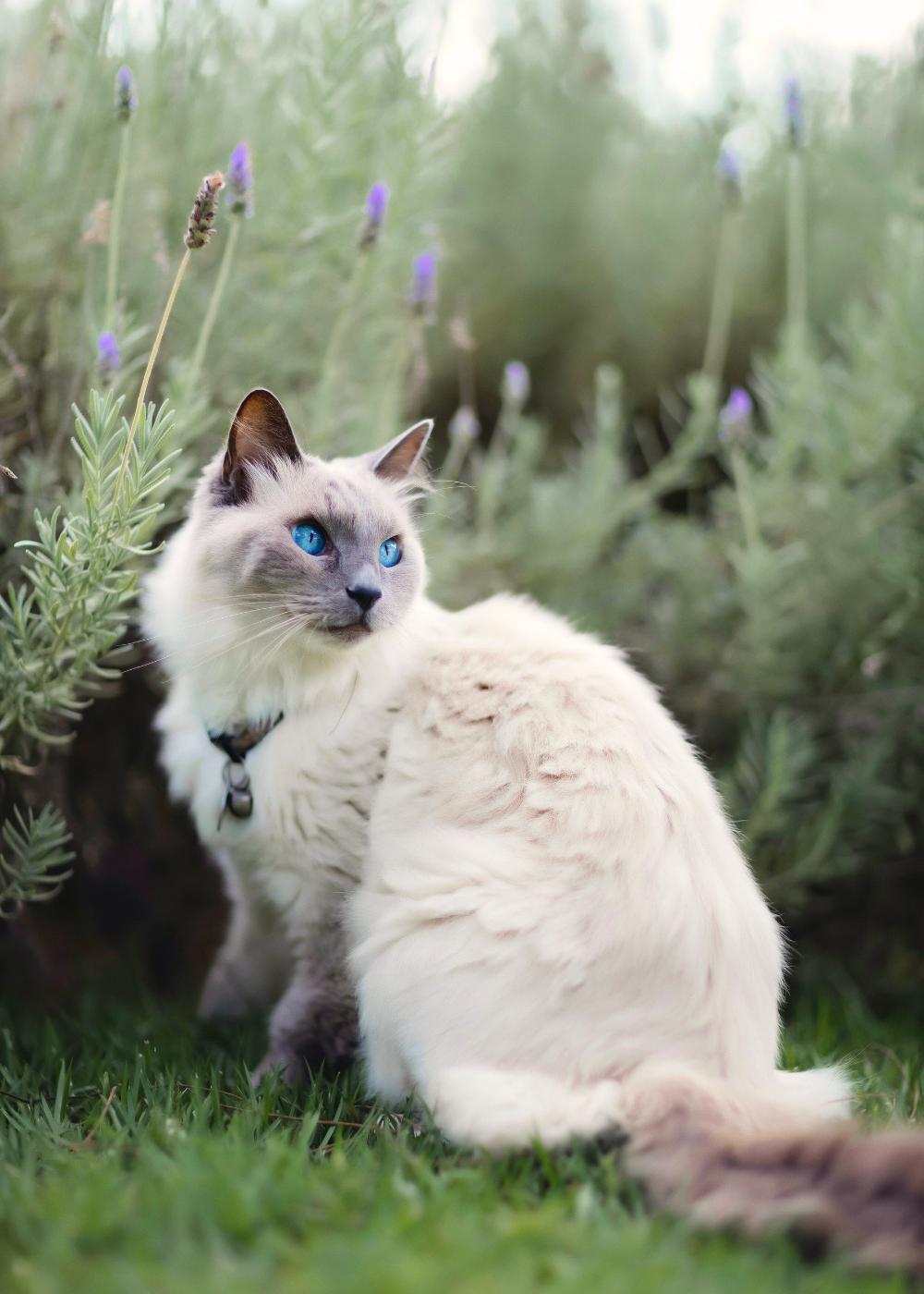 A fluffy Ragdoll cat with piercing blue eyes sits gracefully amidst lavender plants and green grass.