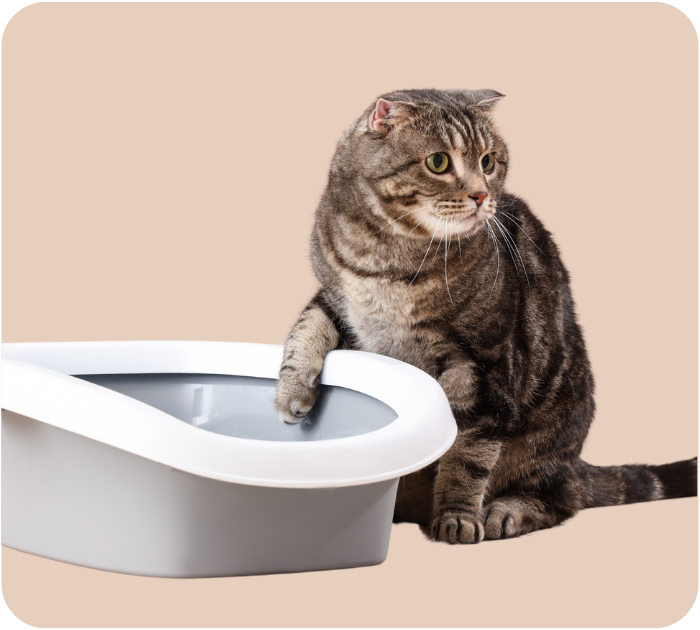 A brown tabby cat looks over its shoulder, with one paw inside an automatic self-cleaning litter box.