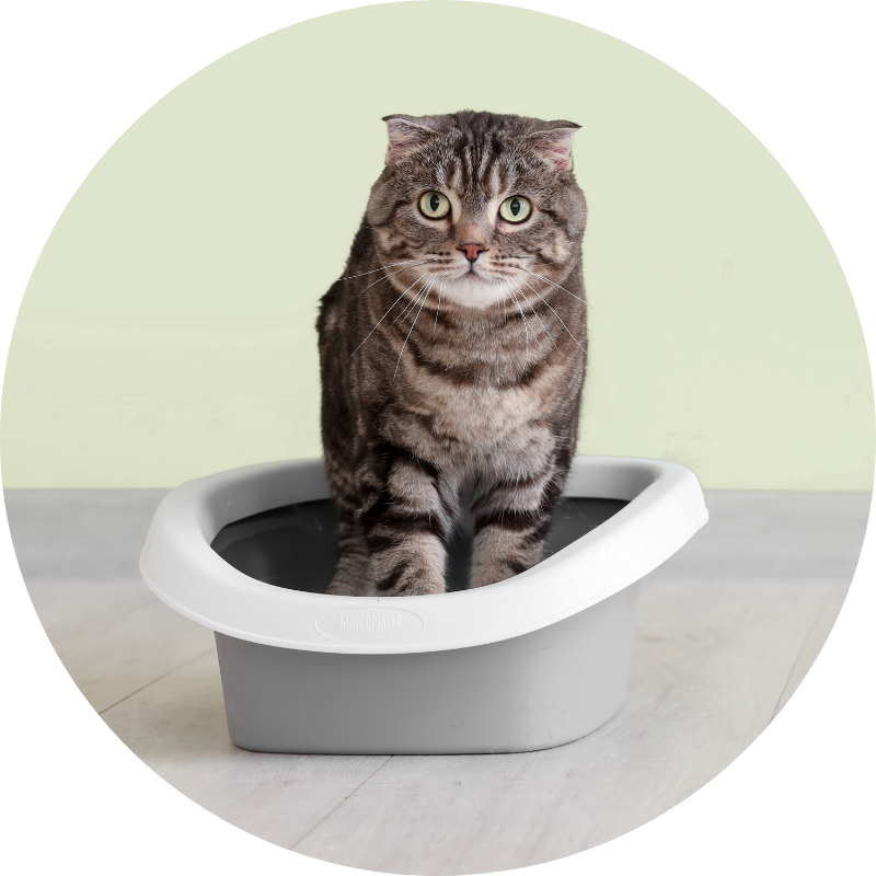 A brown tabby cat stands in a grey litter box, looking directly at the camera with a curious expression.