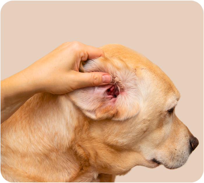 A hand holds up the ear of a tan dog to reveal a red, inflamed inner ear canal, indicating an infection.