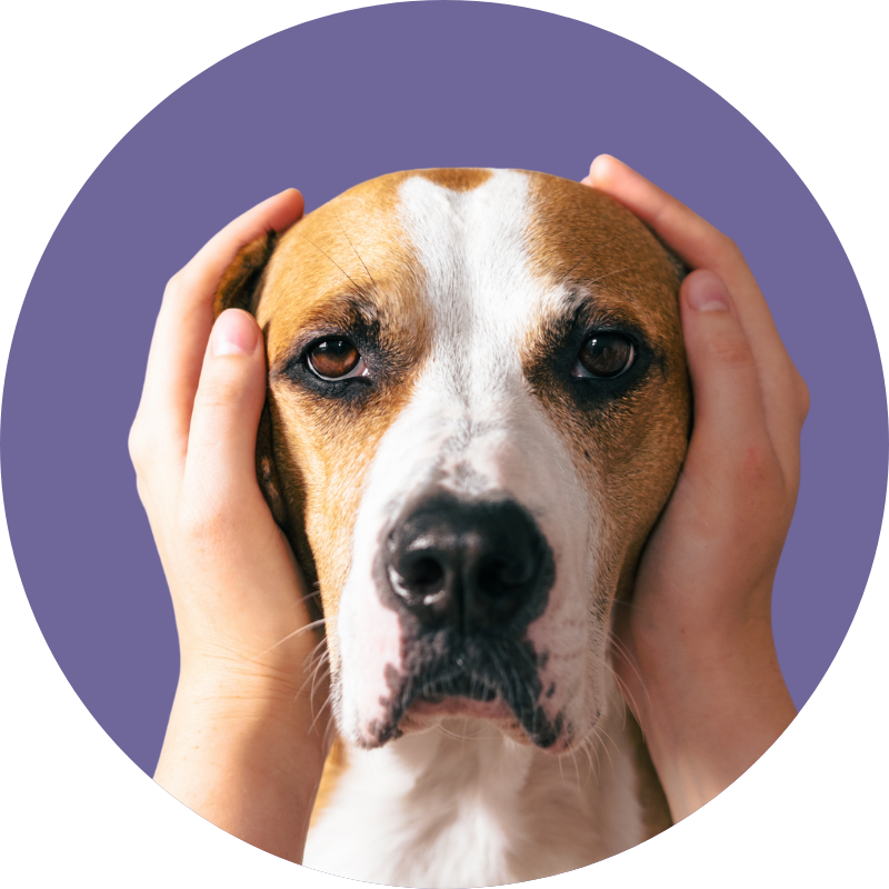 Hands gently holding the head of a sad-looking tan and white dog against a purple background.