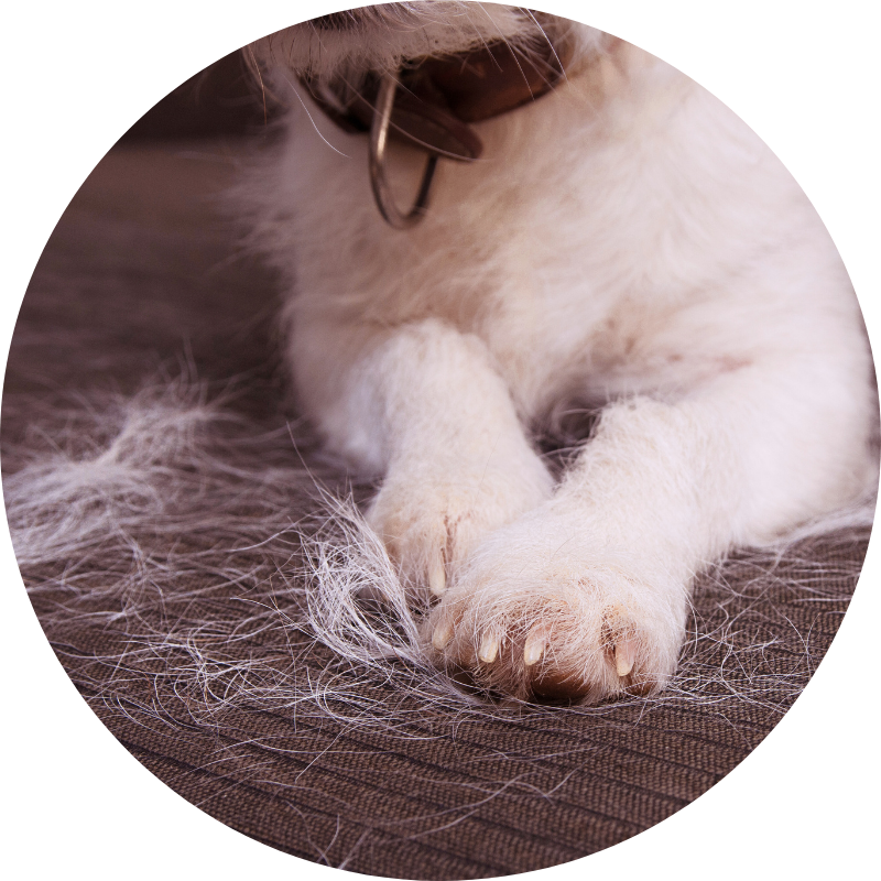 A close-up of a white dog's paws on a brown rug covered in white fur, indicating shedding.