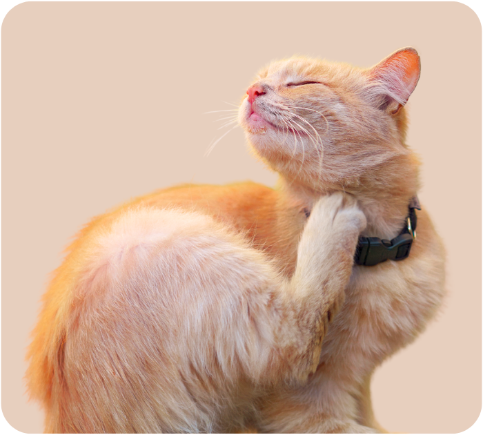 A ginger cat with a black collar scratching its neck with a back paw, eyes closed in pleasure or relief.