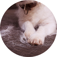 Excessive Shedding
