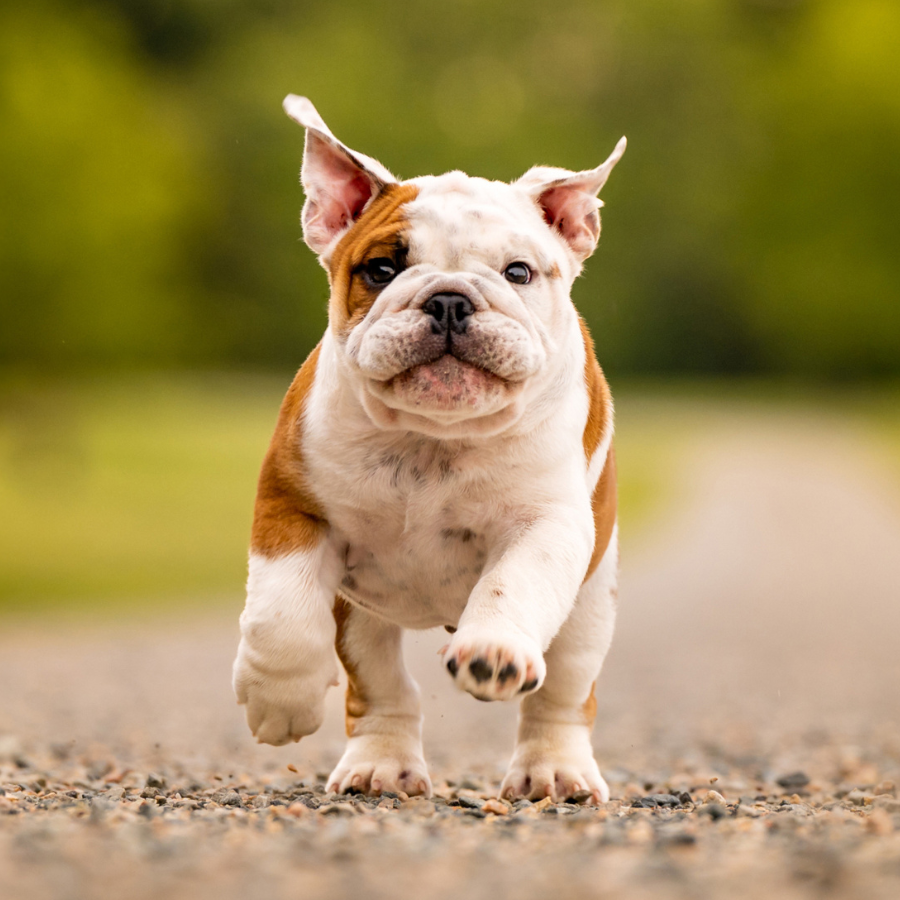 A white and brown bulldog puppy running energetically down a gravel path with a blurred green background.