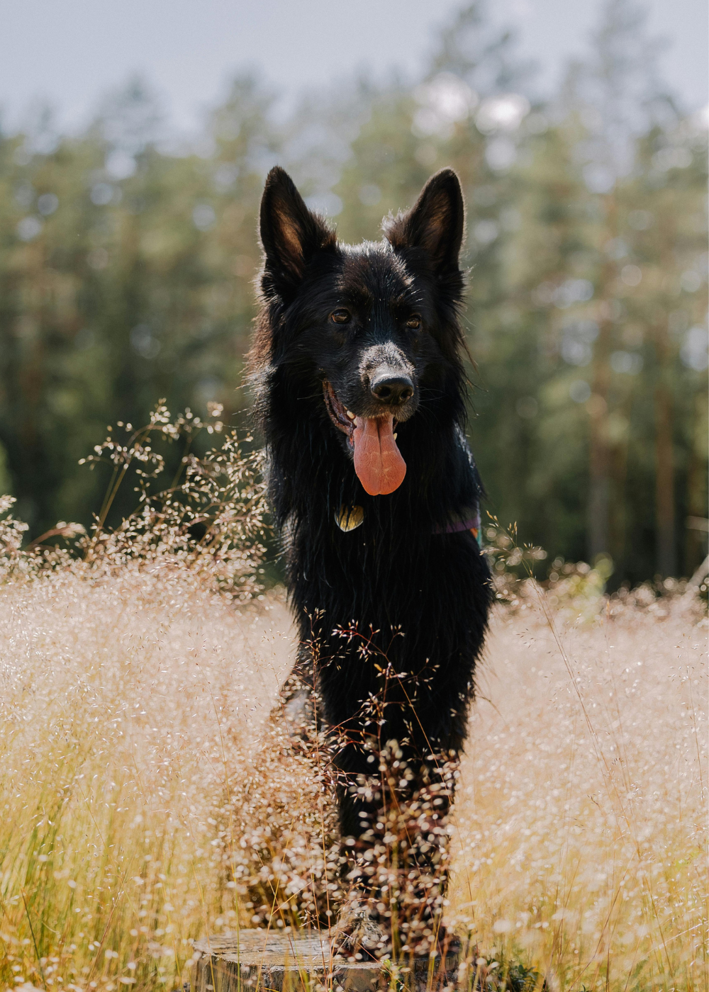 A black long-haired German Shepherd dog stands in a field of tall, dry grass with a forest in the background.