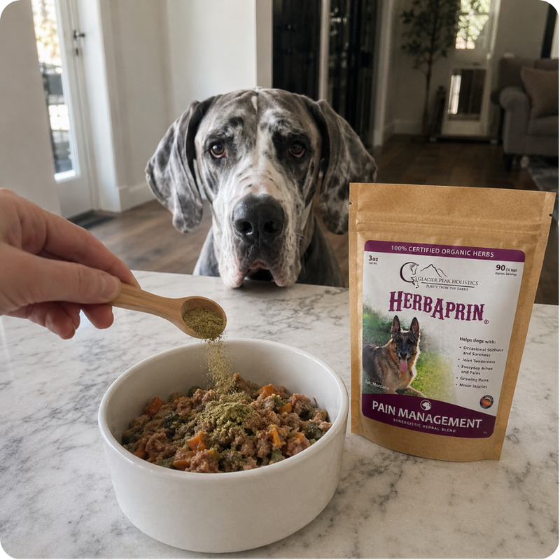 Hand sprinkling green HerbAprin herbal supplement powder onto a bowl of dog food as a Great Dane watches.