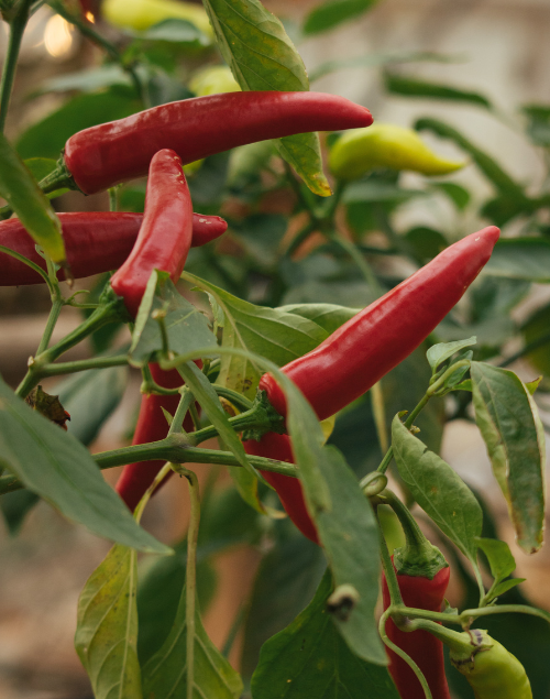 Bright red chili peppers ripening on a green plant with lush leaves in a garden setting.