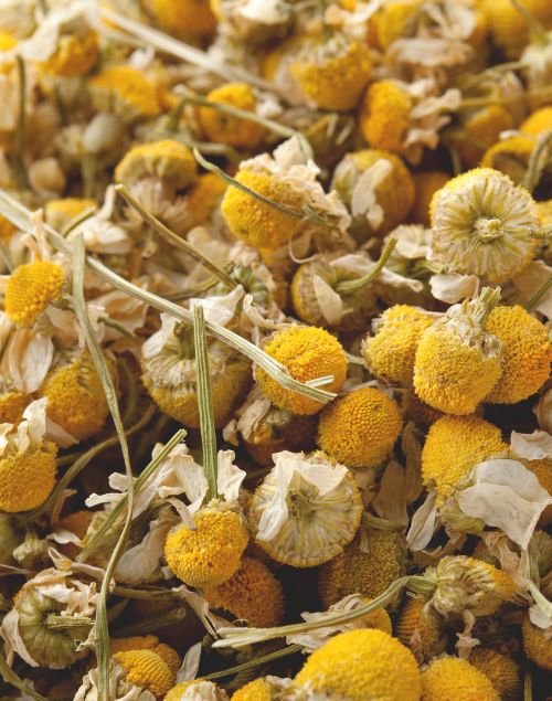 Close-up of dried chamomile flowers with bright yellow centers and delicate, pale white petals.