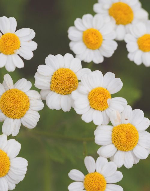 Close-up of white feverfew flowers with bright yellow centers against a soft, blurred green background.