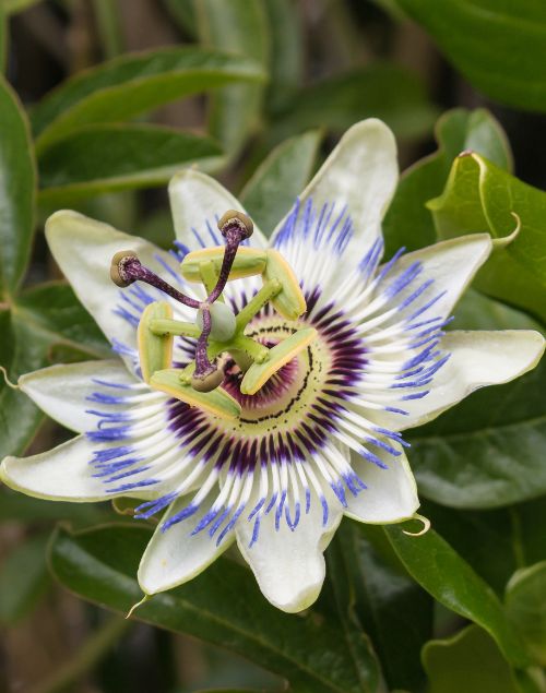 Intricate passion flower with white petals, a purple-and-white fringed corona, and unique central reproductive parts.