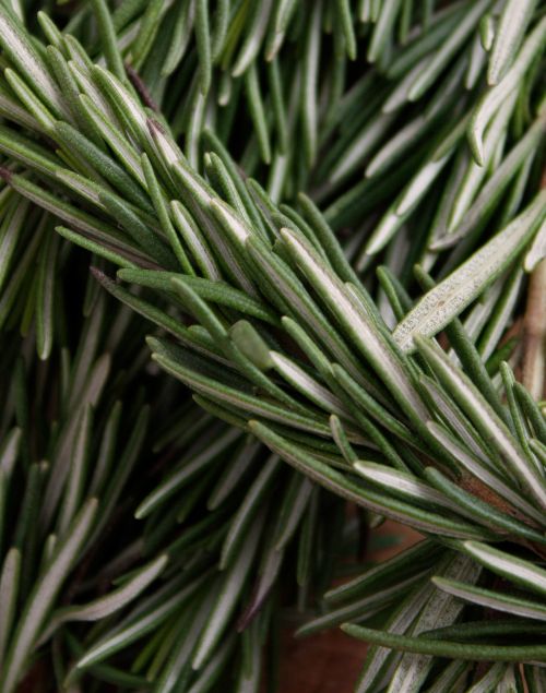 Close-up of fresh rosemary sprigs with needle-like dark green leaves and silvery undersides.