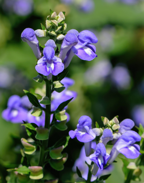 Vibrant blue-purple skullcap flowers blooming on a green stem against a soft, out-of-focus garden background.