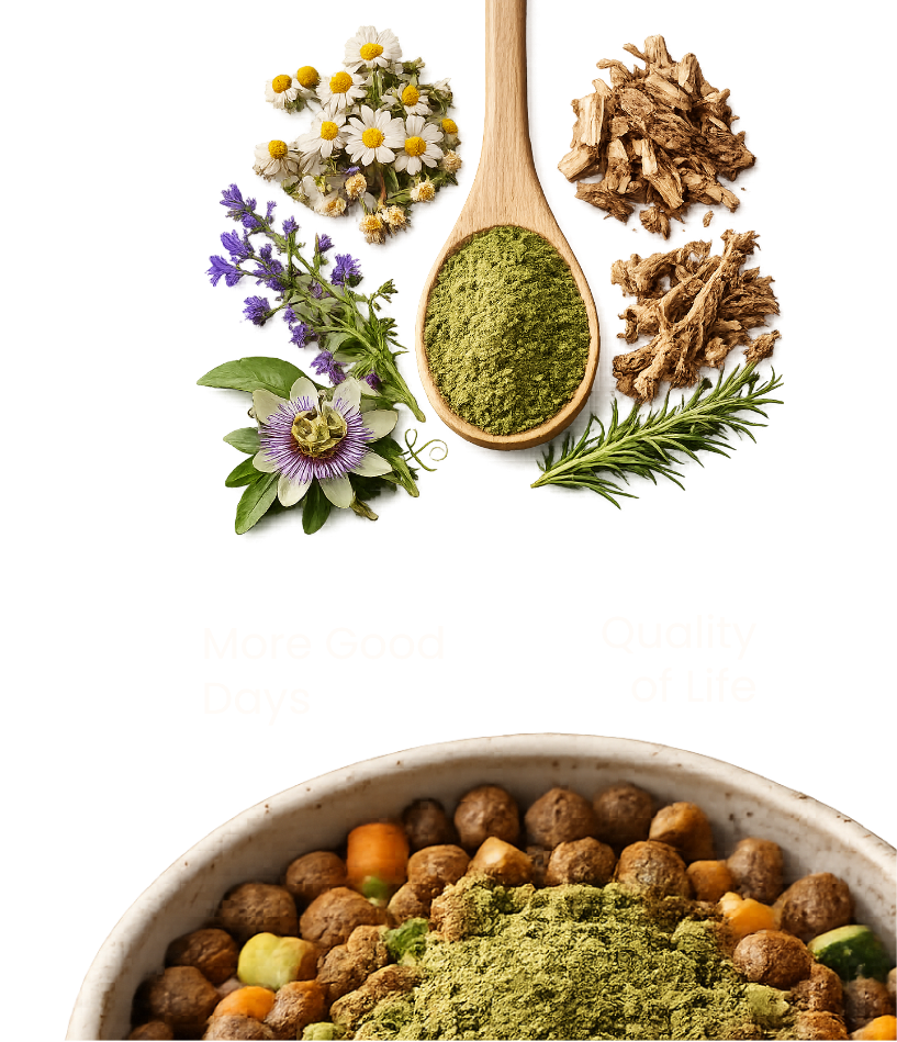 Wooden spoon with green herbal powder surrounded by fresh botanicals above a bowl of dog food topped with the powder.