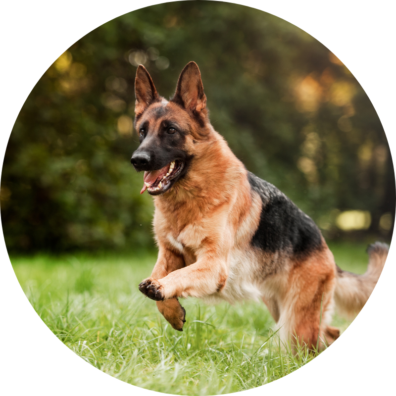 German Shepherd running in grass