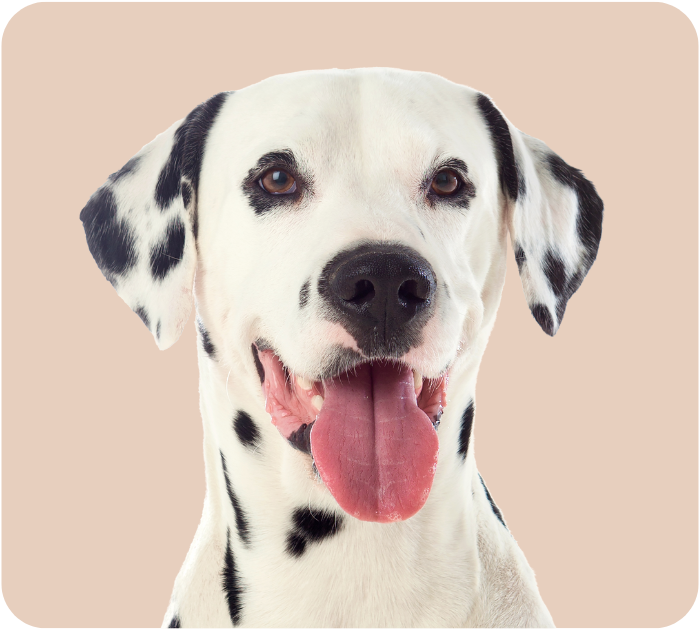 Close-up of a smiling Dalmatian dog with its tongue out.
