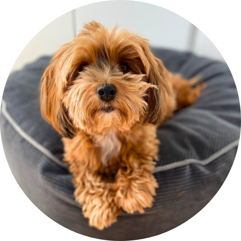 A cute brown dog relaxing on a comfortable, grey bean bag pet bed, looking directly at the camera.