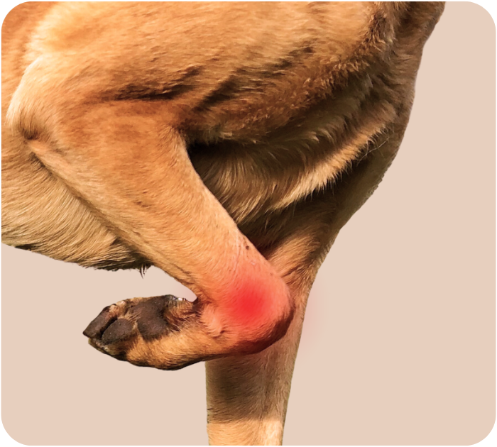 A dog's paw and lower leg with a red, inflamed area around the joint, indicating pain or injury.