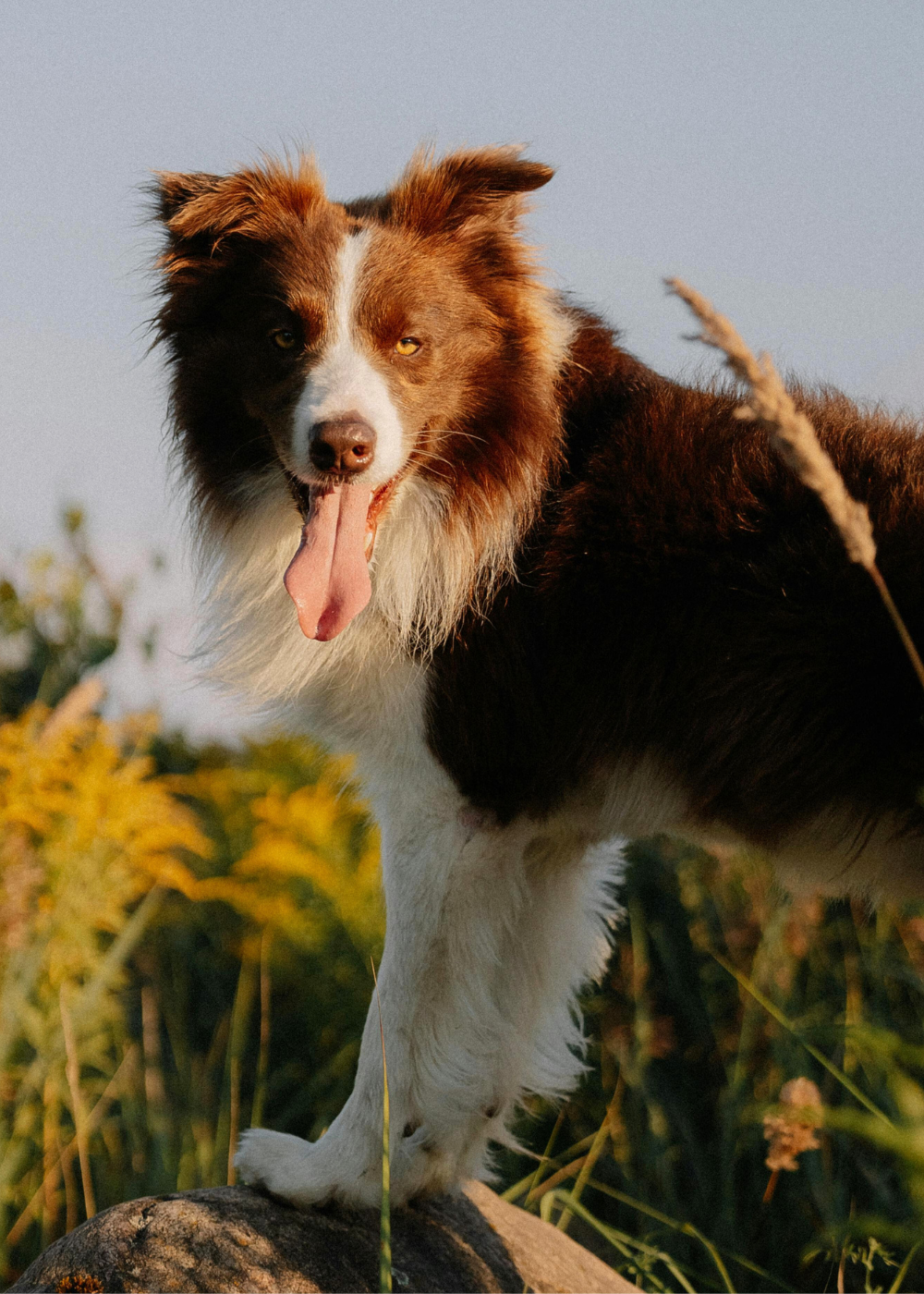 A brown and white Border Collie stands on a rock with its tongue out, surrounded by tall grass.