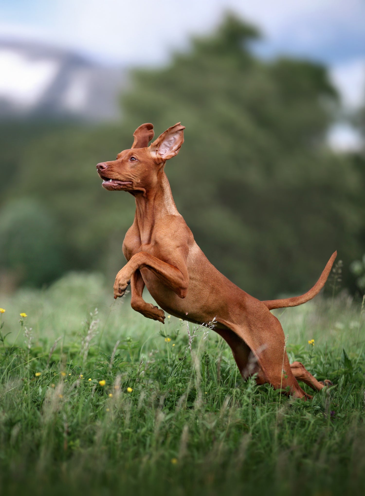 A happy brown Vizsla dog leaps through a field of green grass and wildflowers, with trees and hills in the background.