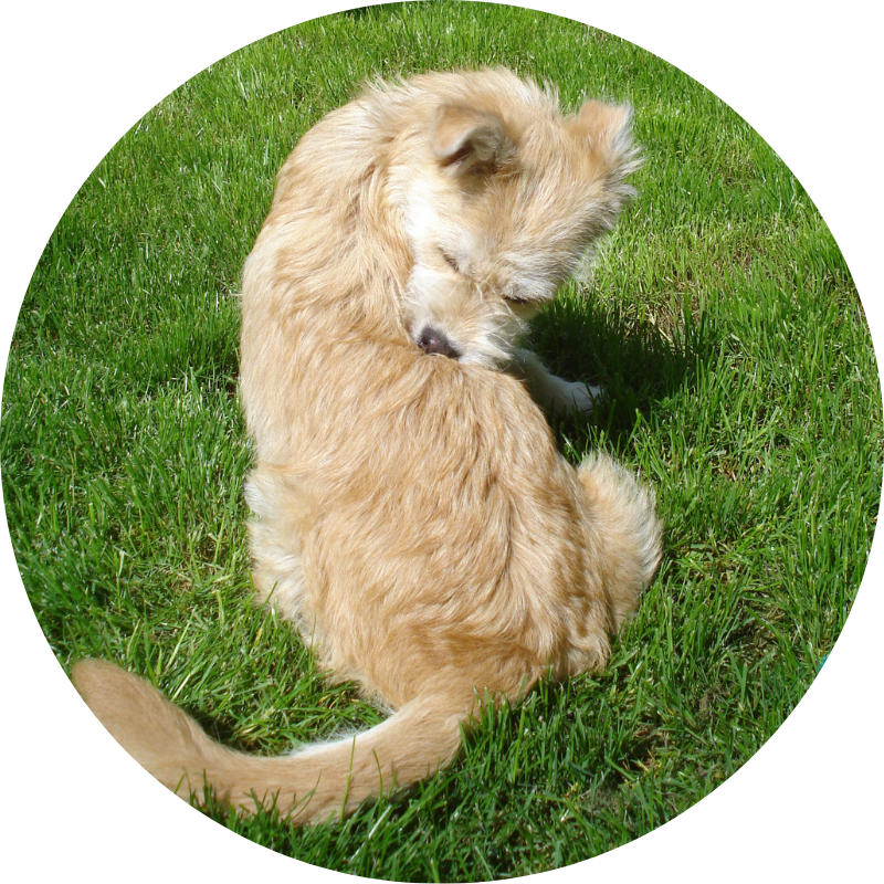 Dog in grass itching skin