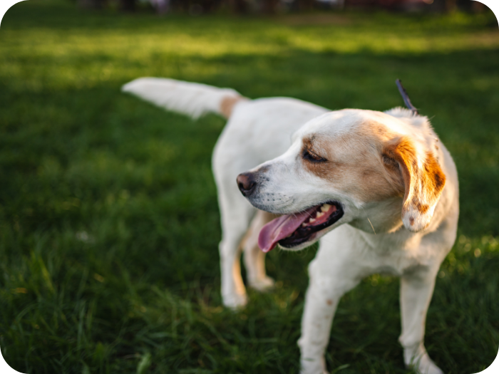 White and tan dog with its tongue out standing in a lush green lawn during golden hour.