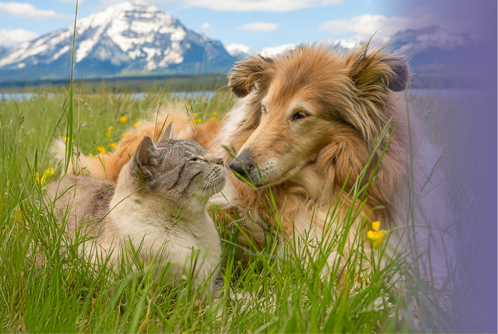 A fluffy collie dog and a tabby cat resting together in a grassy field with snow-capped mountains in the background.