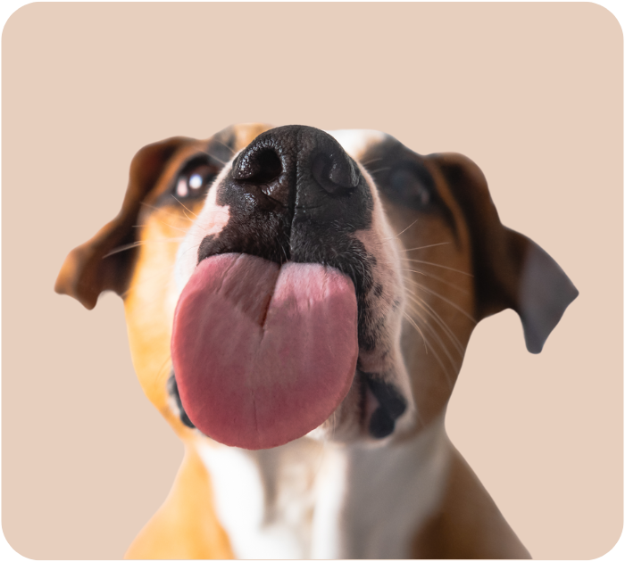 A curious dog looks up at the camera with its tongue out.