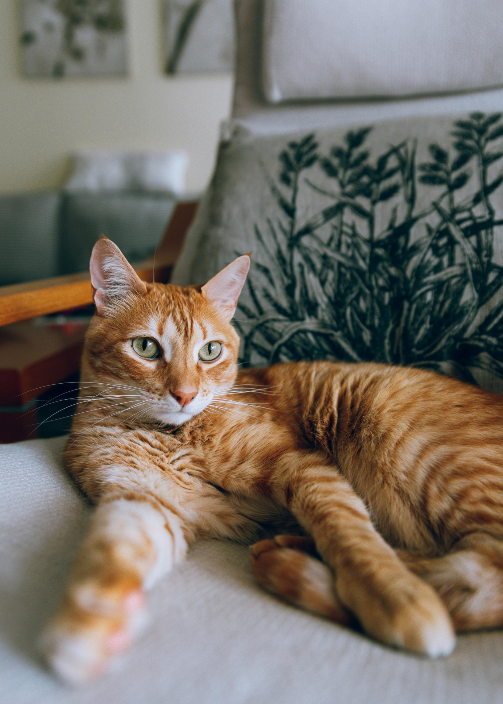 An orange tabby cat is lounging on a white chair with a patterned pillow, looking towards the camera.