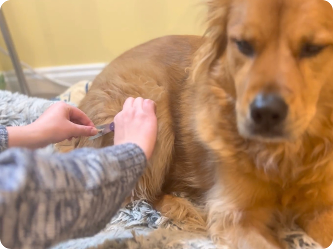 A golden retriever lies calmly while a person snips off a small hair sample